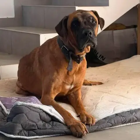 Rocco