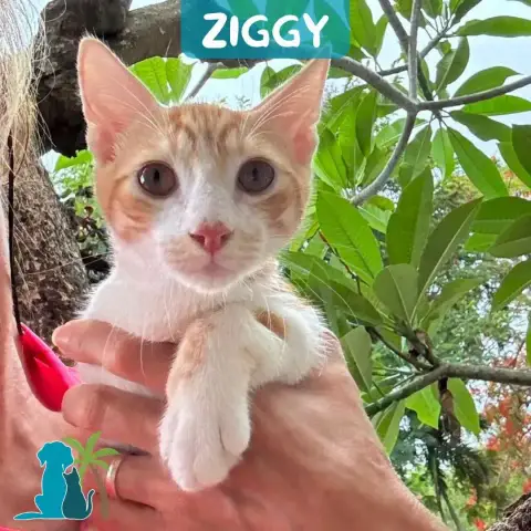Ziggy