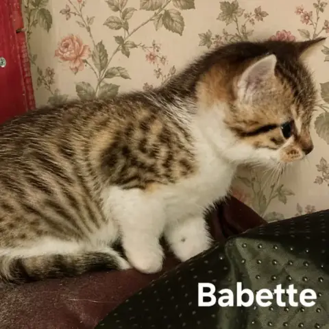 Babette