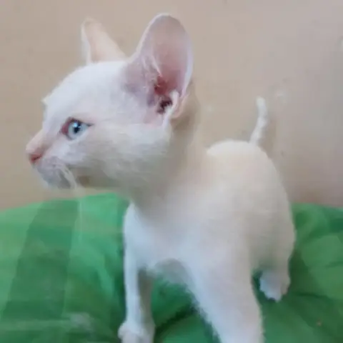 Blanco
