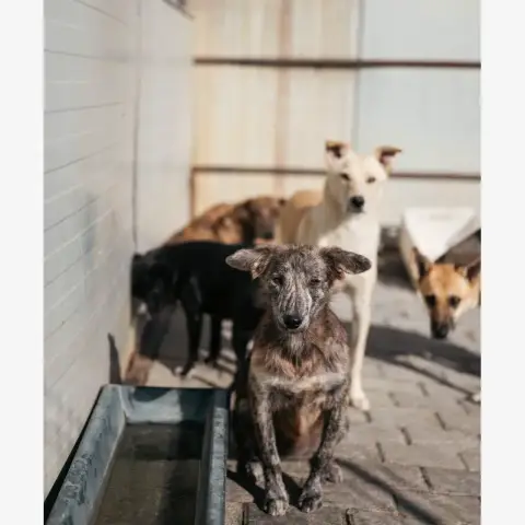 Niko photo 3