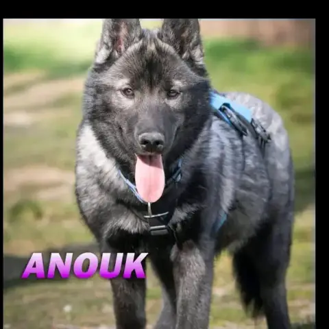 Anouk/Candy photo 2