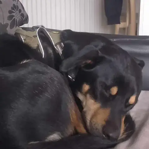 Loki photo 3