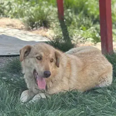 Blonda
