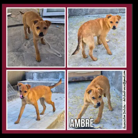 Ambre