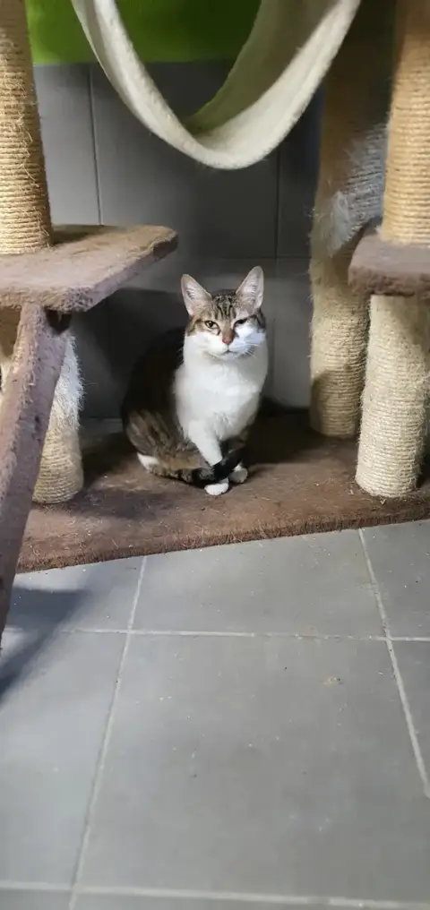 Nina