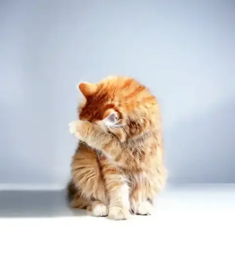 Caramel photo 3