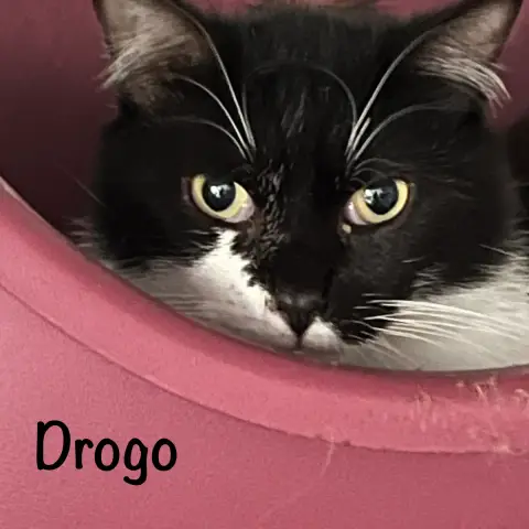 Drogo photo 3
