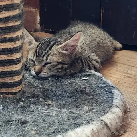 Kimi