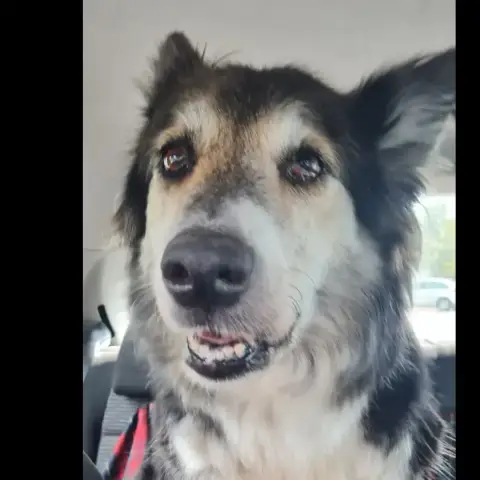 Naya