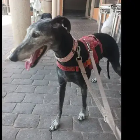 Adopter Mira