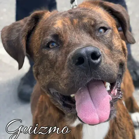 Guizmo