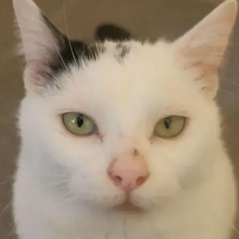 Olaf