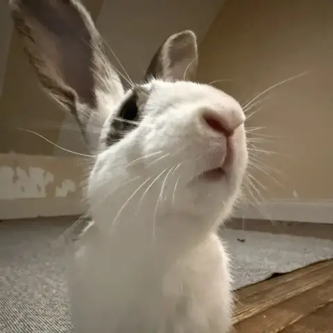[À L'Adoption] Ryo photo 3