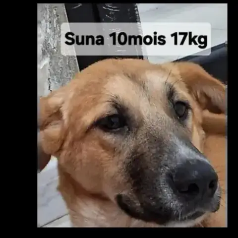 Suna