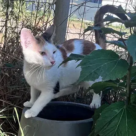 Chat-Kira photo 2