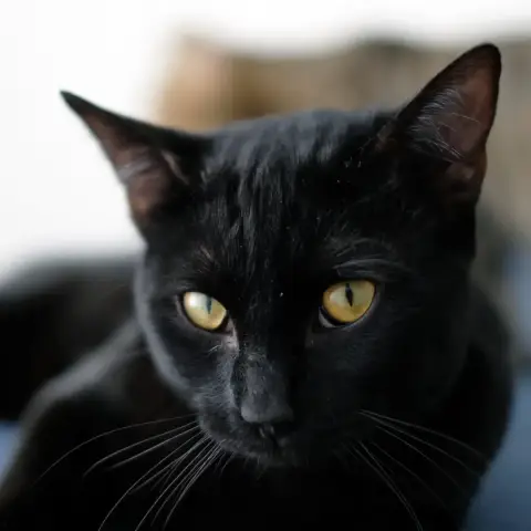 Aruki photo 3