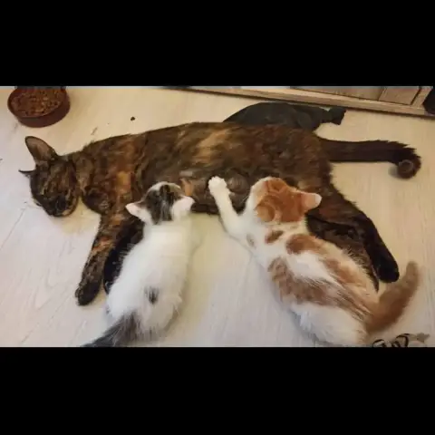 Ebène Et Ses Petits