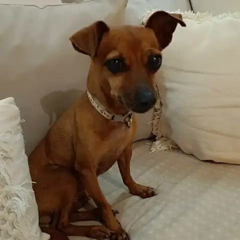 Roxy L'Amie Mini