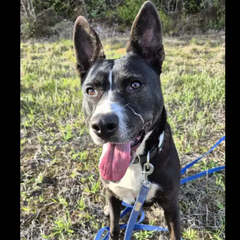 Octavia photo 2