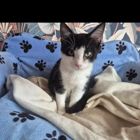 Amigo