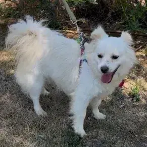 Lumi