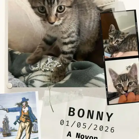 Bonny photo 3