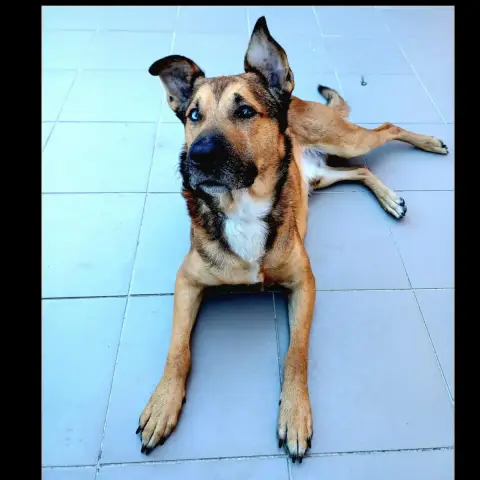 Saïko