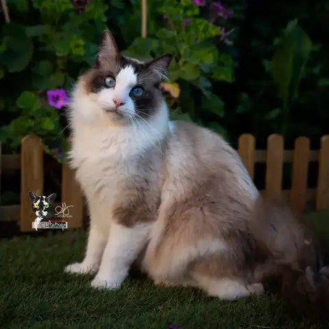 Tobias