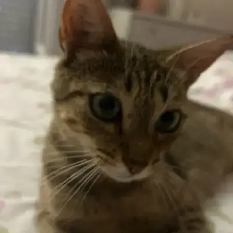Maya