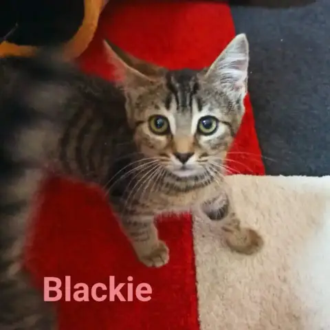 Blackie photo 3