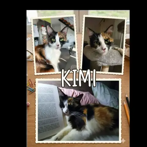 Kimi