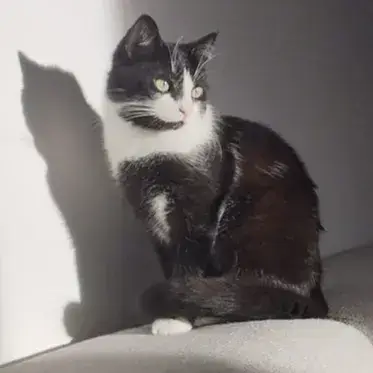 Domino
