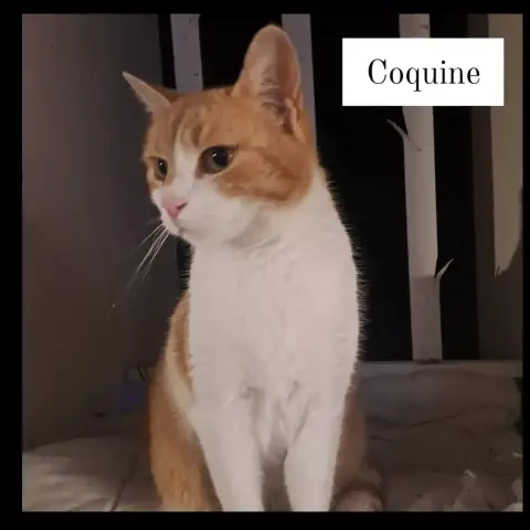Coquine