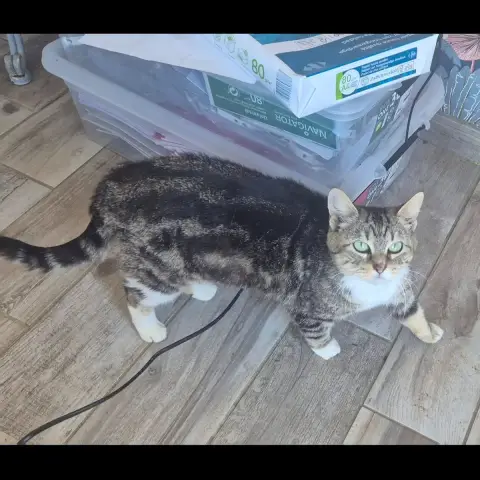 Bibi photo 3