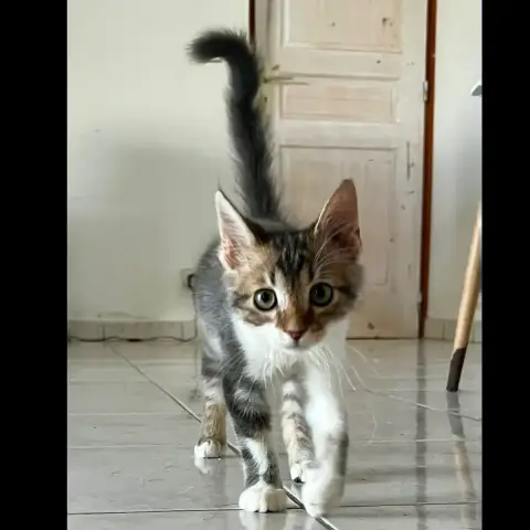Barnabé photo 2