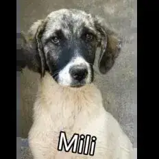 Mili / Pili photo 3