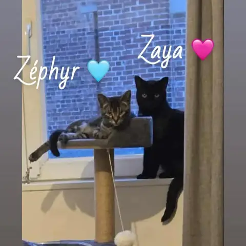 Zaya photo 2