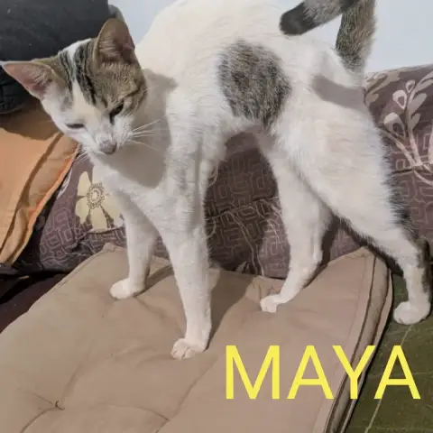Maya photo 2
