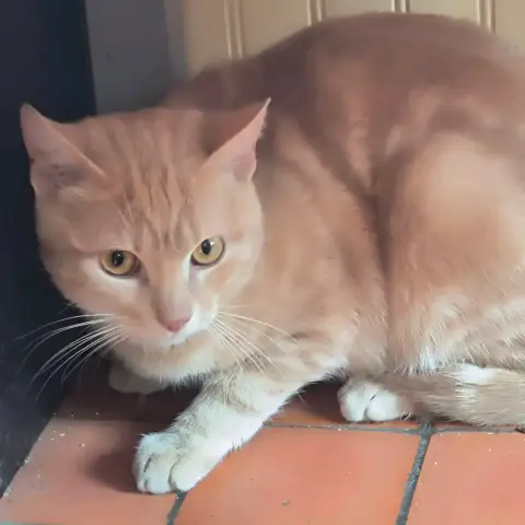 Alvin