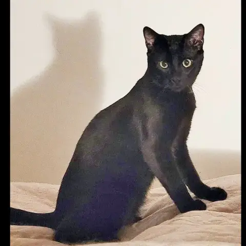 Arlo