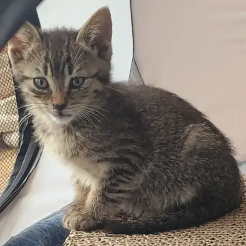 Chaton photo 3