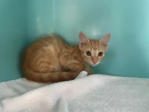 Weasley