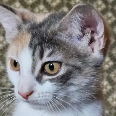 Femelle 2 Bébé De Bella