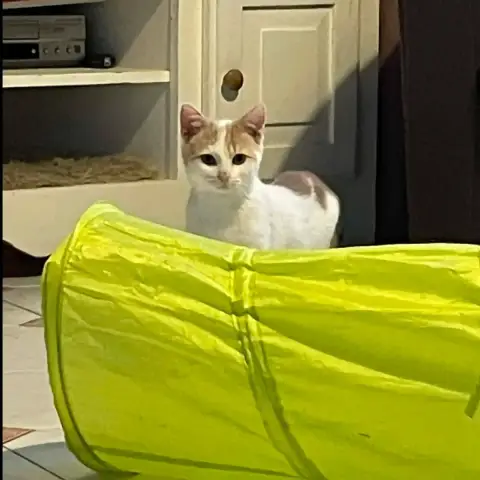 Caramel