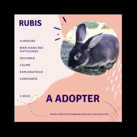 Rubis