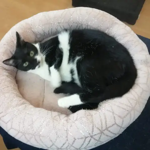 Mambo