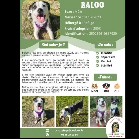 Baloo