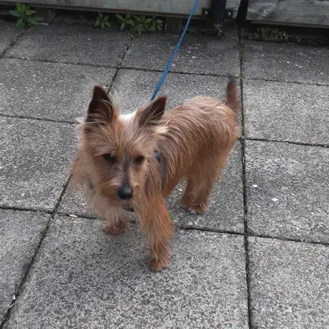 Andy