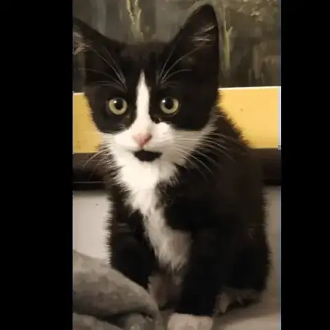 Bibidi